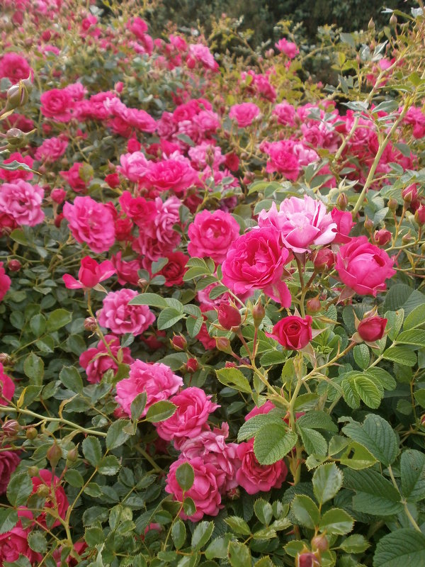 Тропинка,...сад,...калитка,...а на входе расцвёл великолепной розы куст... - Алёна Савина