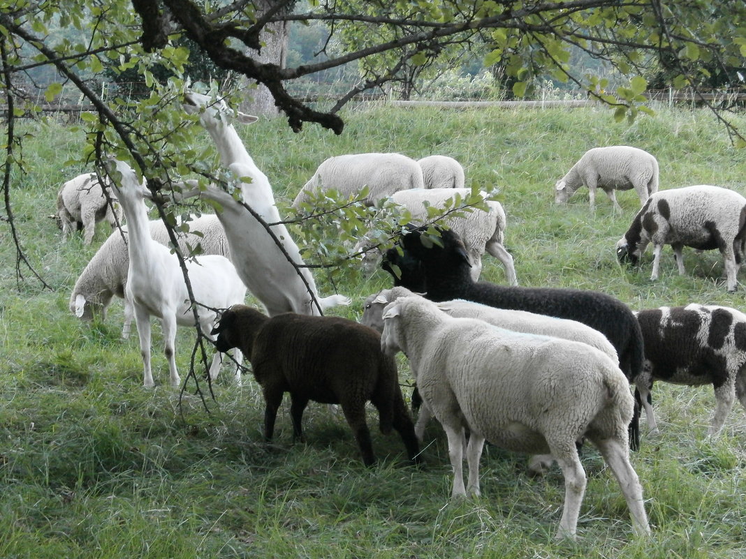 О козах и овцах ... - Алёна Савина