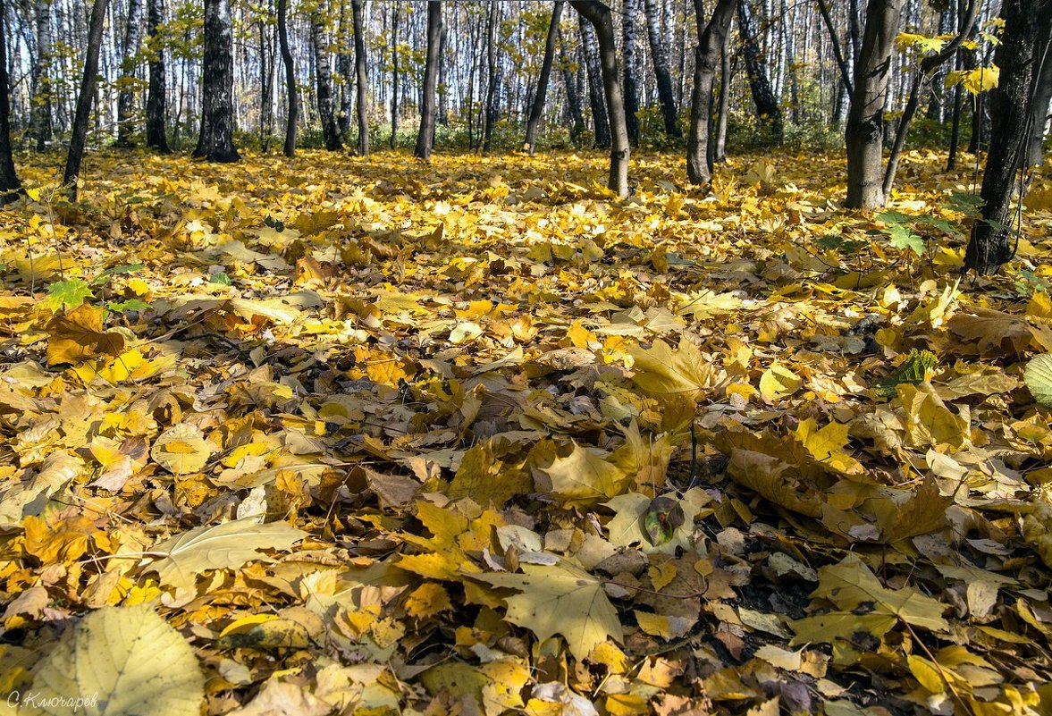 Много осенних листьев