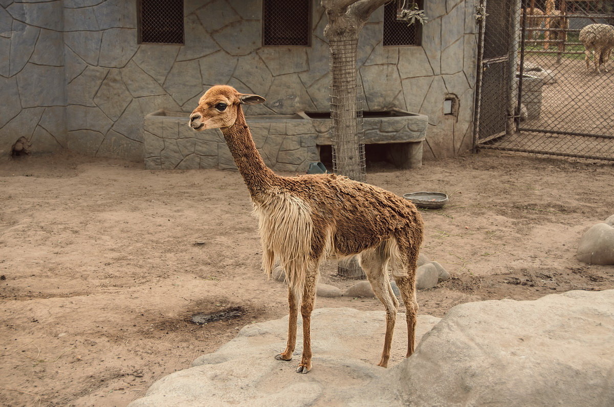 Викунья. Зоопарк Перу ЛИМА. 01.11.2018 - Svetlana Galvez