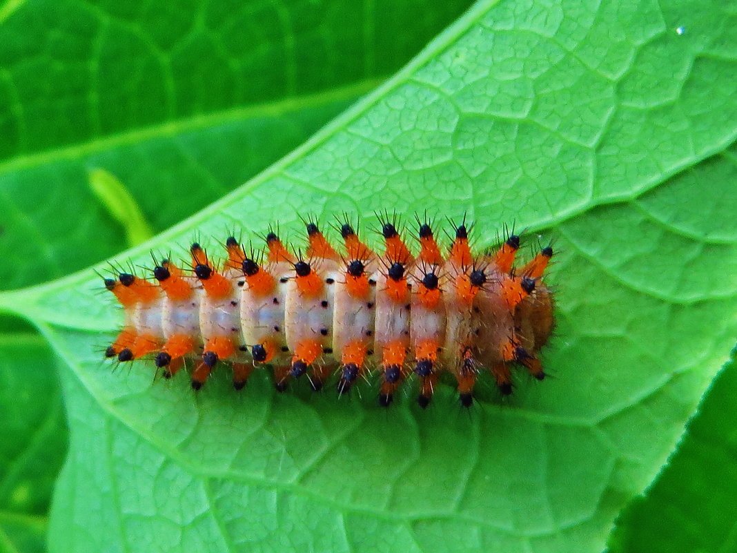 Семейство Парусники (Papilionidae). Поликсена, или зеринтия Поликсена (лат. Zerynthia polyxena) - vodonos241 