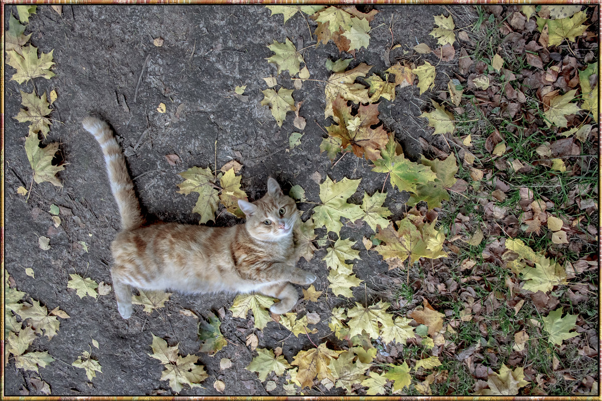 "Осень-Рыжая кошка." - victor buzykin