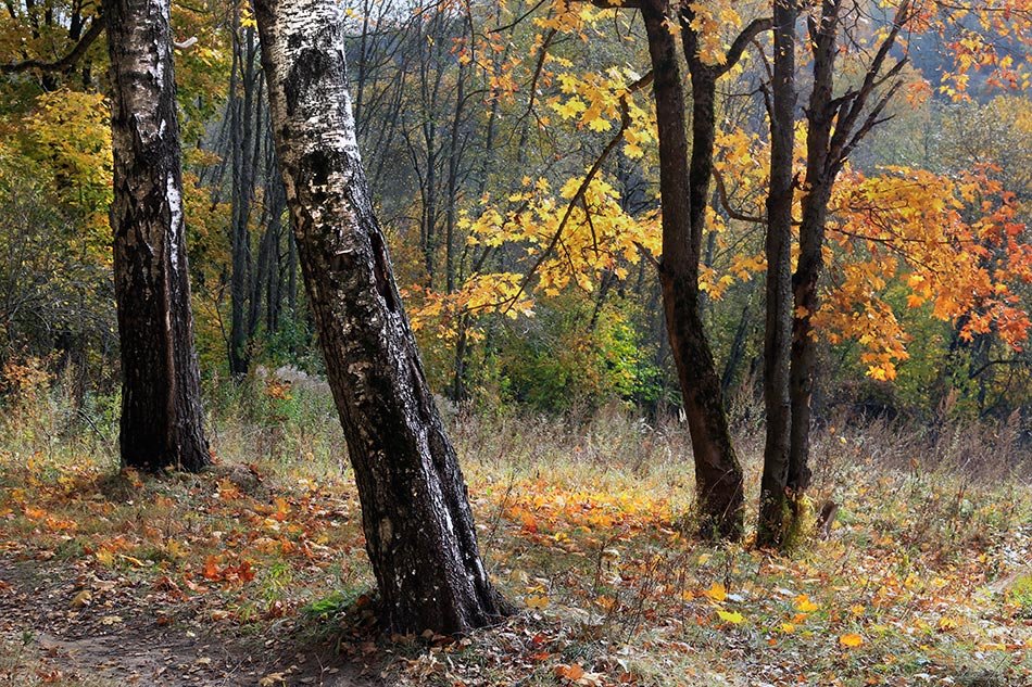 Ноябрь - Татьяна Панчешная