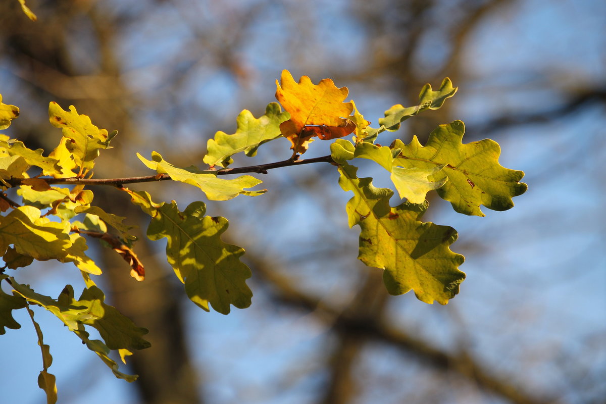 Листья желтеют и радостно падают от вздохов ветра....... - Tatiana Markova