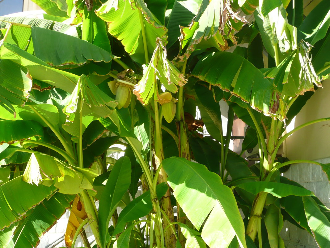 Банановое дерево - Виктор 
