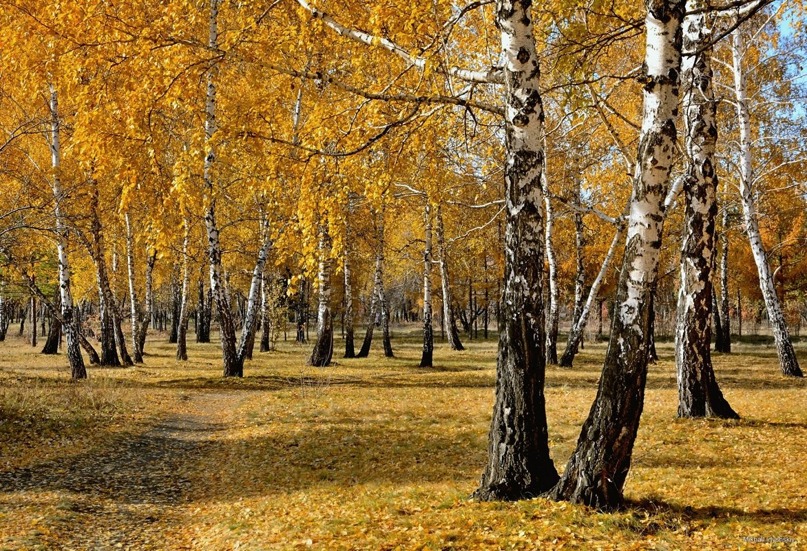 Золотая осень - Mikhail Irtyshskiy