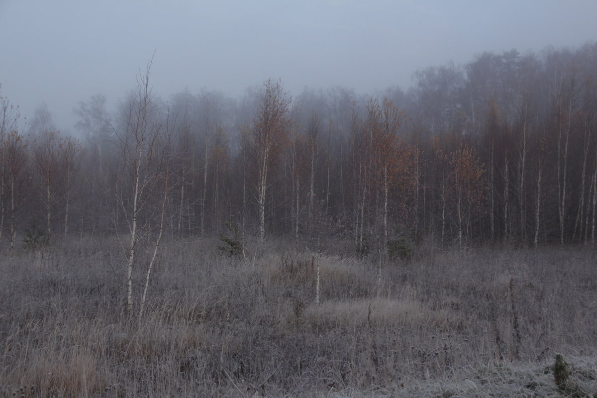 перелесок - Илья 