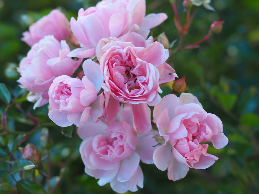 Цветет и радует роза в ноябре - wea *