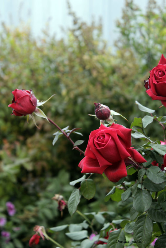 Красные розы - Анна Ополихина