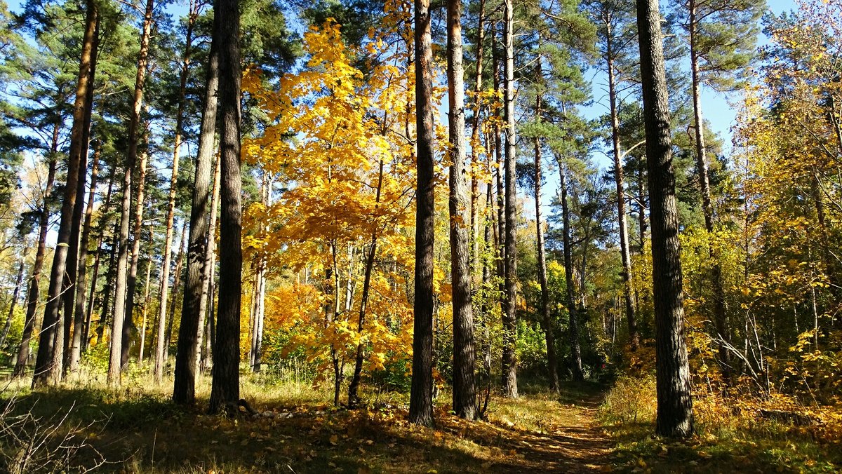 В осеннем лесу под Смоленском - Милешкин Владимир Алексеевич 