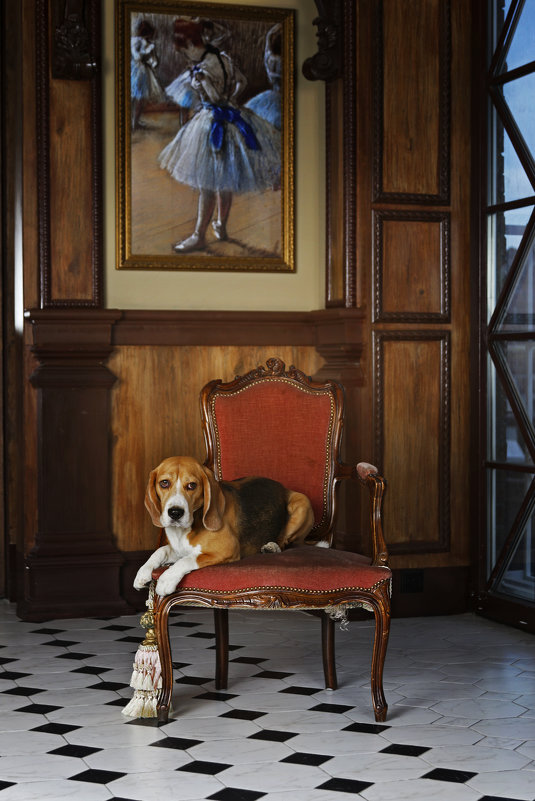 Портрет собаки в интерьере #2 - Тата Казакова
