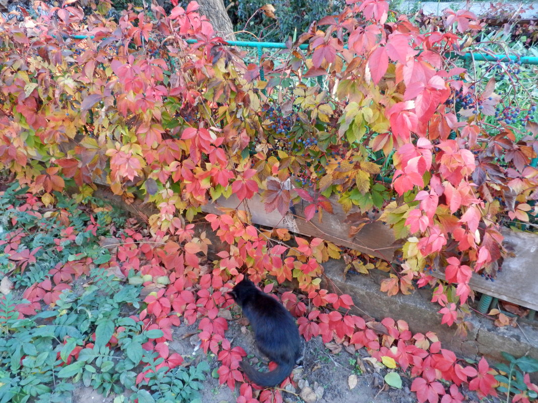 Кошка Сажа и осень - Люша 