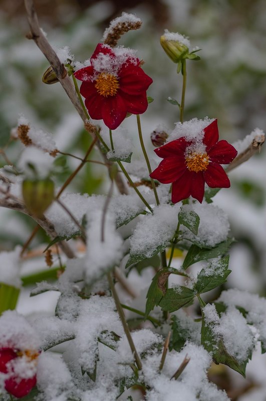 Цветы в снегу. - Serge Lazareff