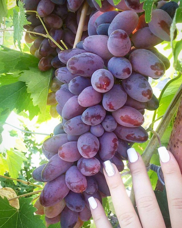 Грунка винограда - Владимир 