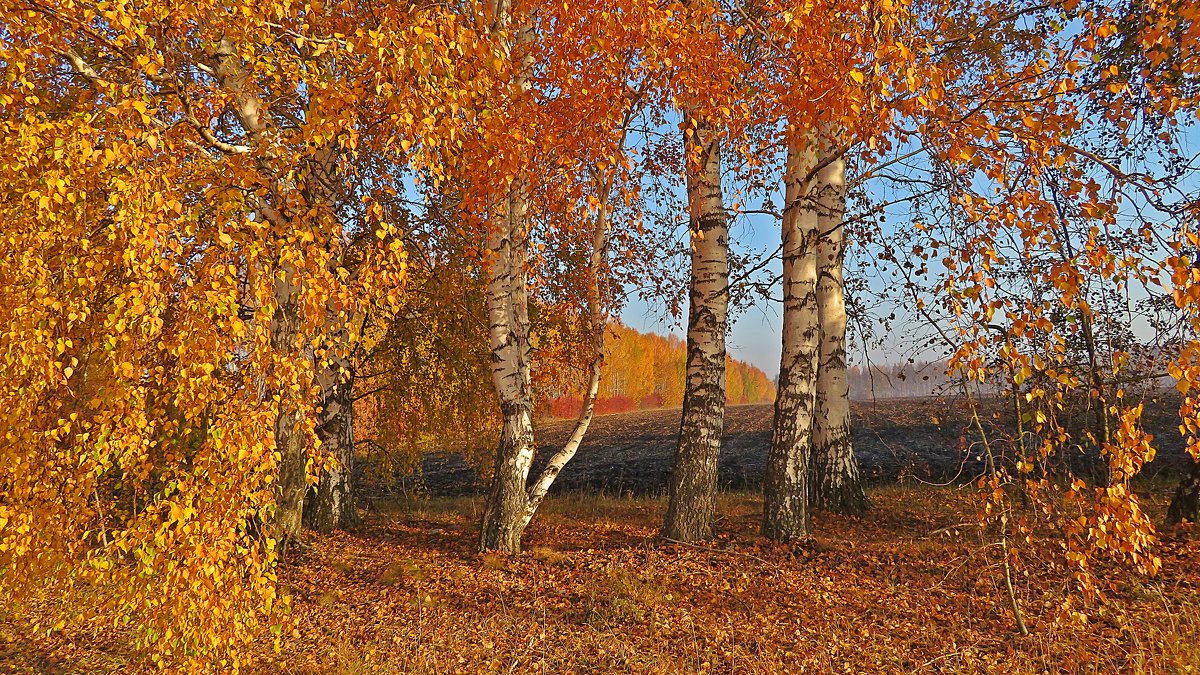 Золотая  осень - Виталий Селиванов 