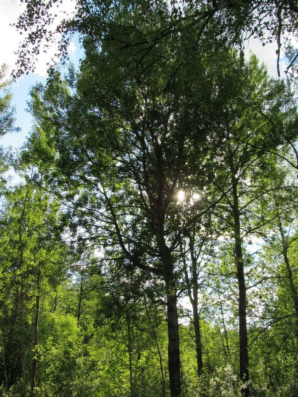 Солнце в недрах дерева - Виктория Соболевская