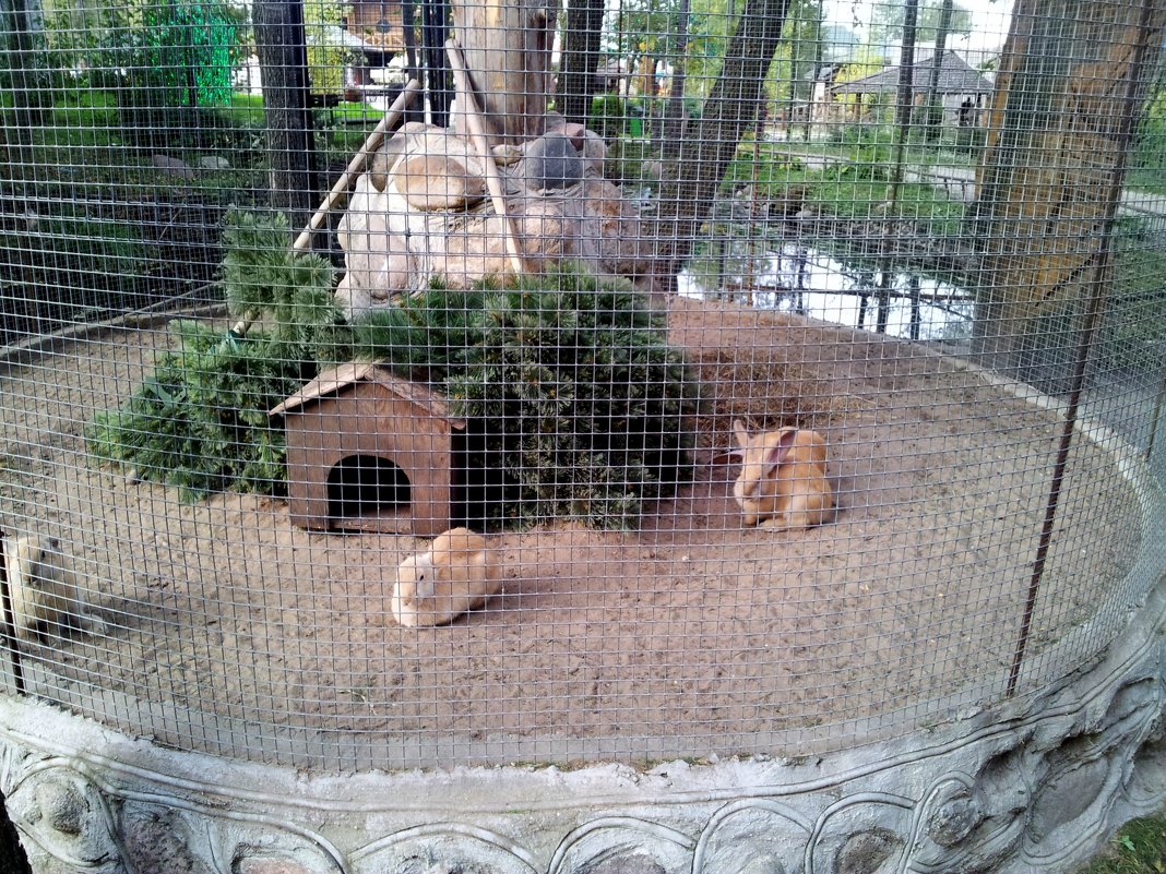 домик для кроликов - Владимир 