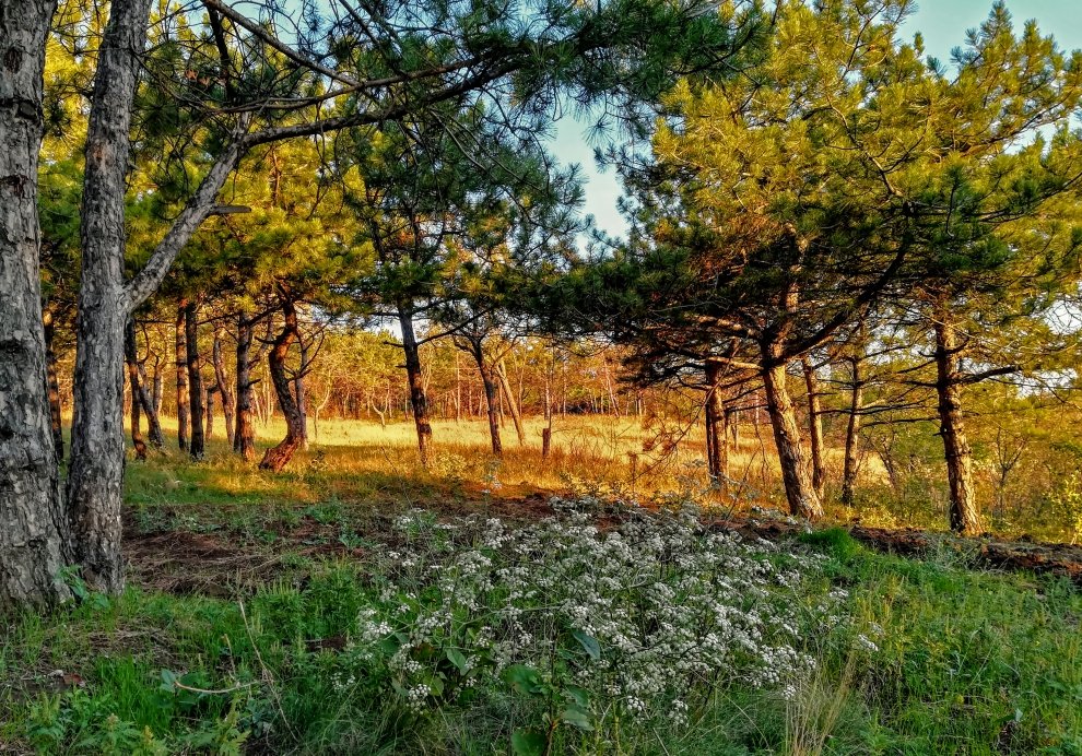 На хвойную поляну - Дмитрий фотограф