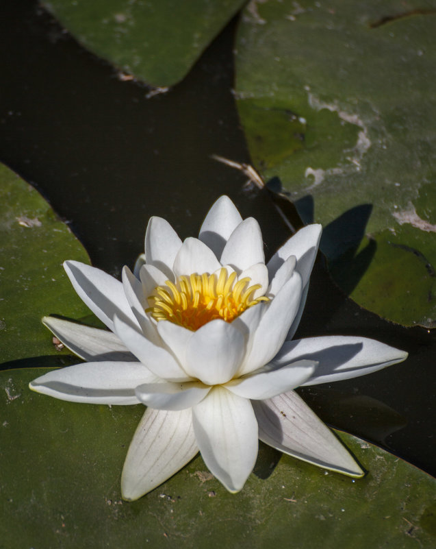 «…Просто белый прекрасный цветок   Любит воды недвижные озера,…»» - Андрей Нибылица