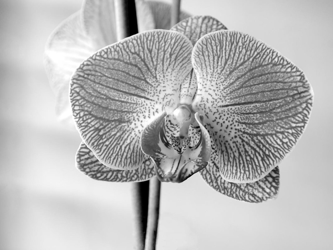Orchidaceae - Сергей Тарабара