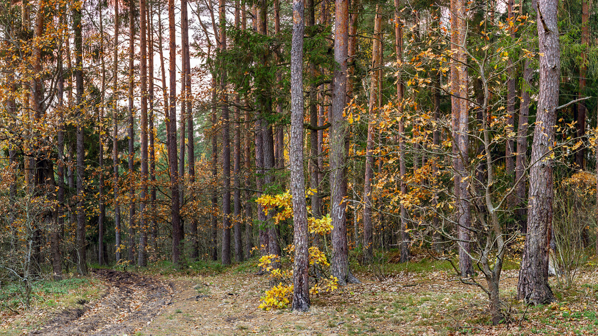 Осенний лес - Андрей Николаевич Незнанов