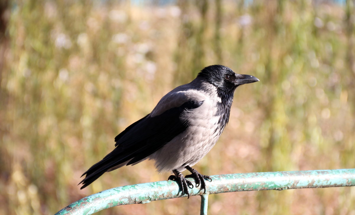 Corvus cornix - Любовь С.