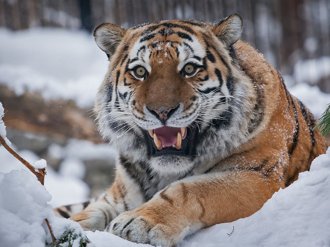 Амурский тигр - Владимир Габов
