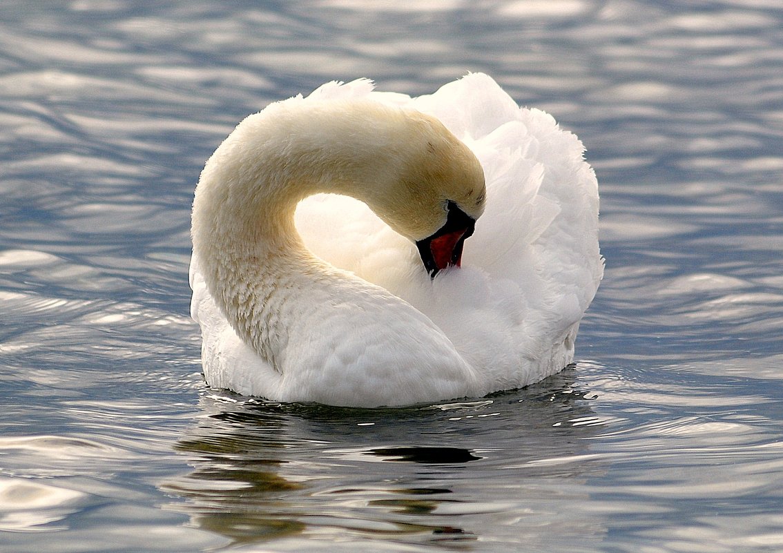 Лебедь белый - Ольга (crim41evp)
