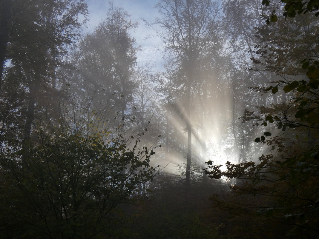 Nebel und Sonne - Heinz Thorns