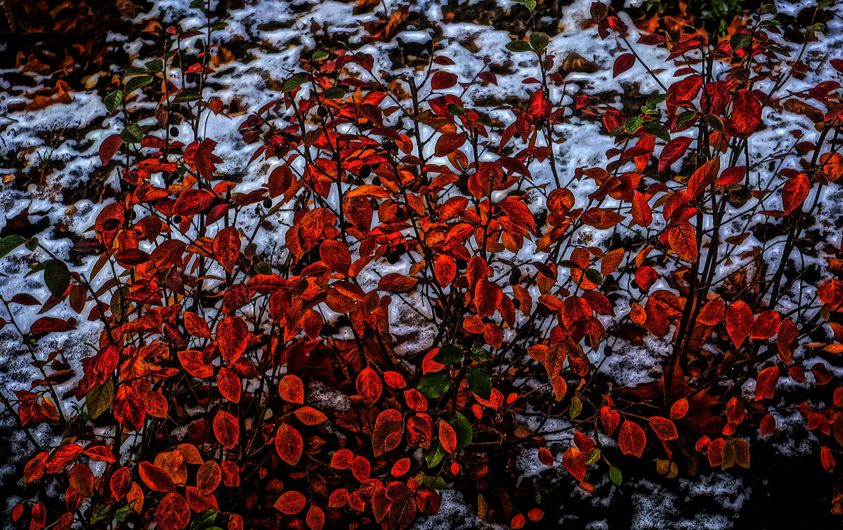 Красные листья - Алексей Виноградов