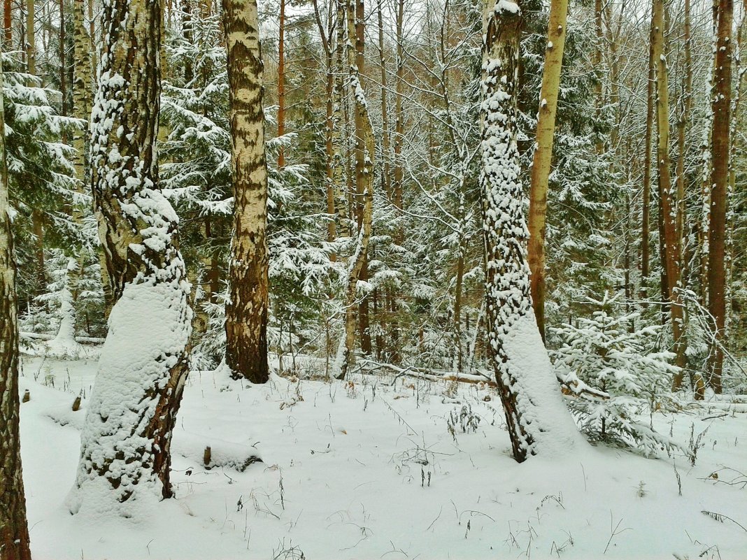 снегопад - Владимир 