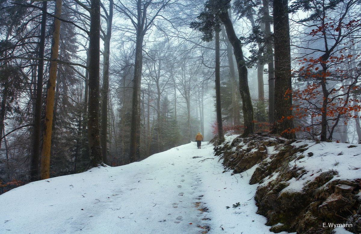в зимнем лесу - Elena Wymann
