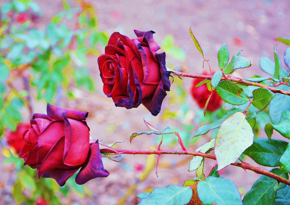 Замерзаюшие розы - Ольга (crim41evp)