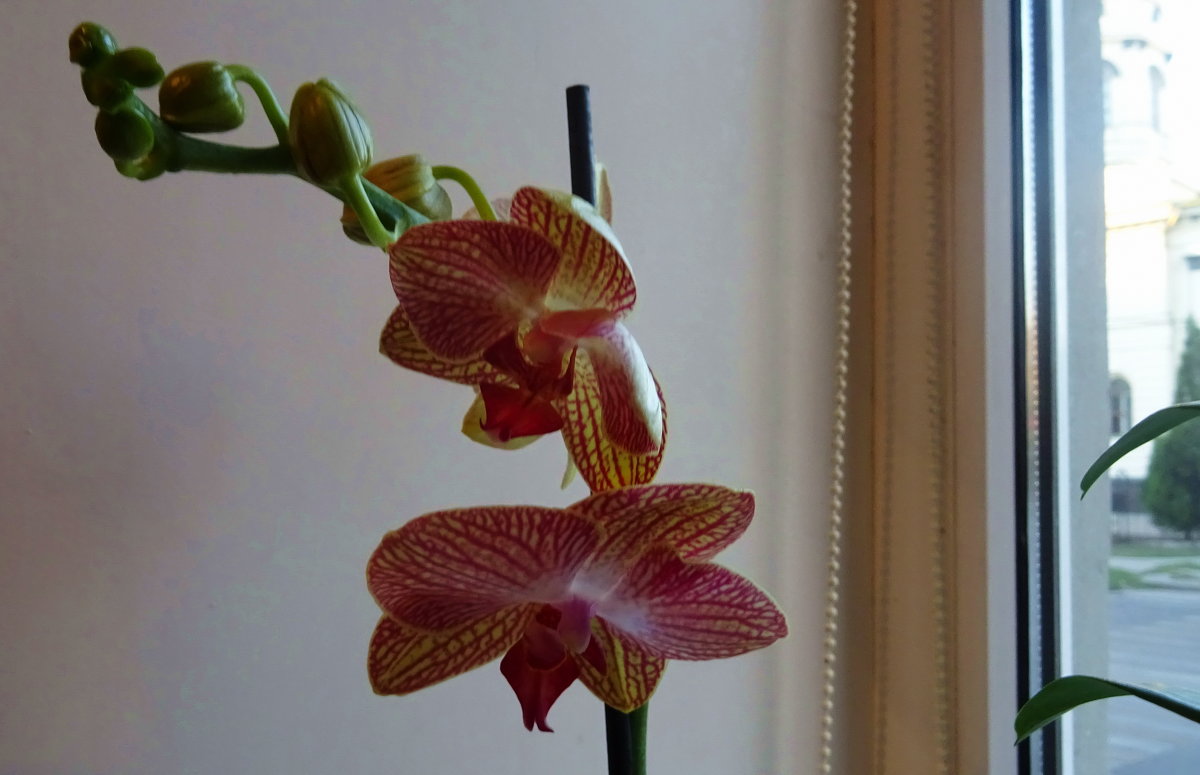Орхидея - татьяна 