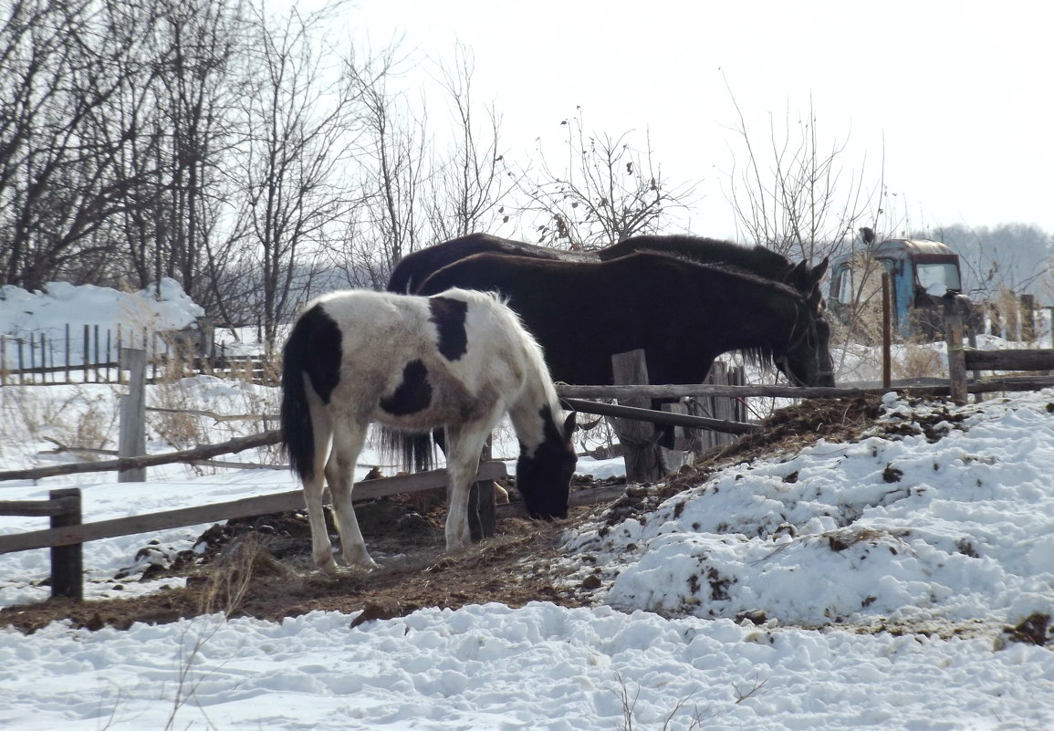 Зима... кони... 2 - Светлана Рябова-Шатунова