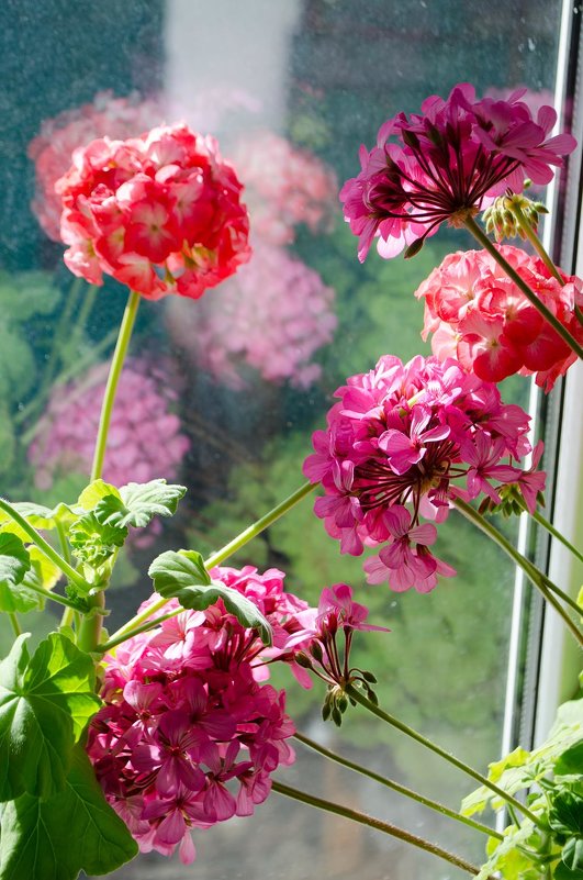 Цветы на окне - Сергей Тарабара