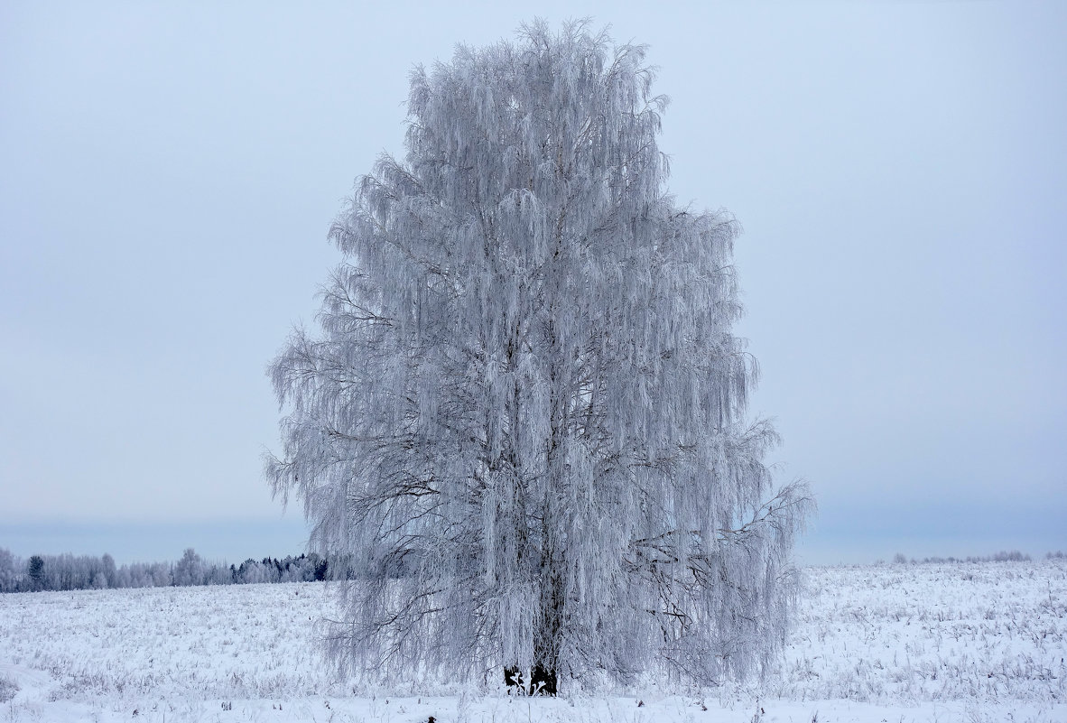 Белая береза картинки