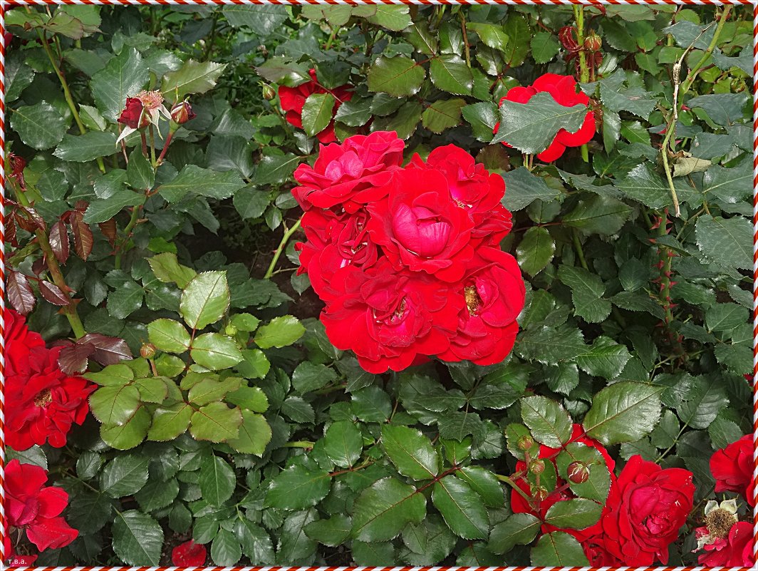 Красные розы - Вера 