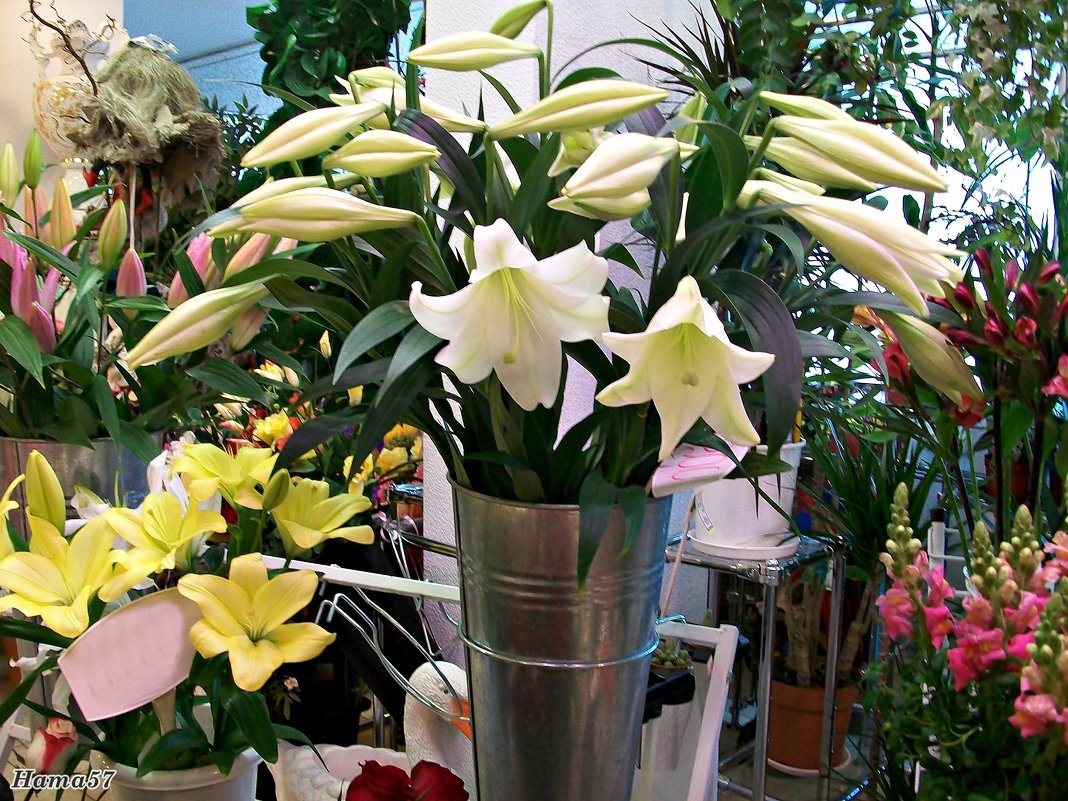 В цветочном магазине - Ната57 Наталья Мамедова