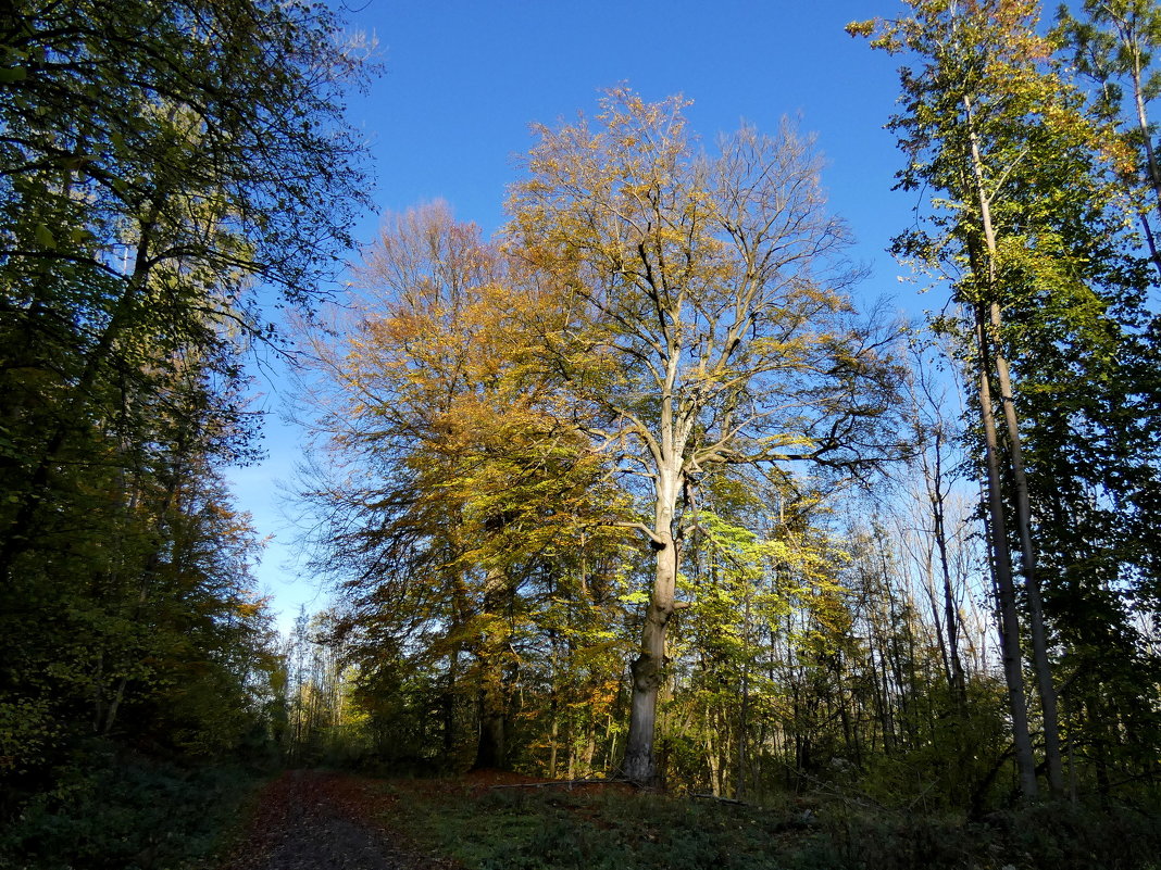 два старых деревьев и время - Осень - Heinz Thorns