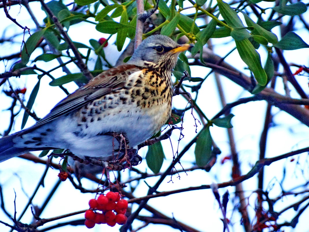 Ряби́нник, или дрозд-рябинник (лат. Turdus pilaris), - vodonos241 