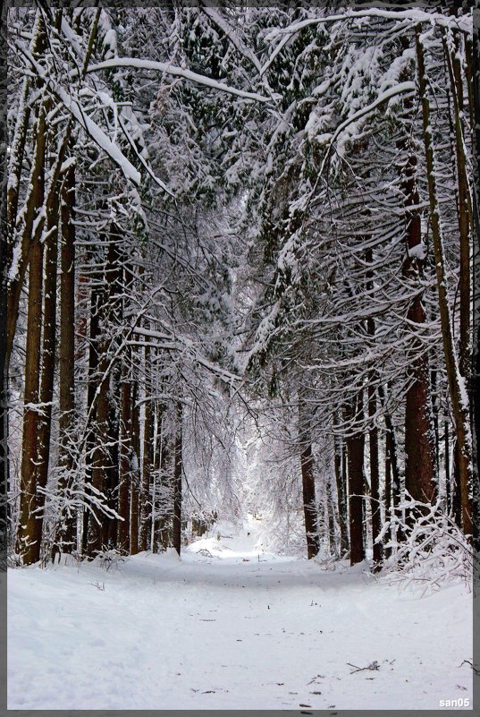 Прогулка по зимнему лесу - san05 -  Александр Савицкий