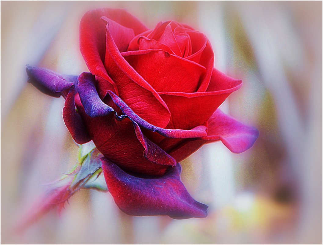 Подмерзшая роза - Ольга (crim41evp)