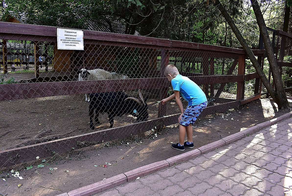 В зоопарке - dindin 