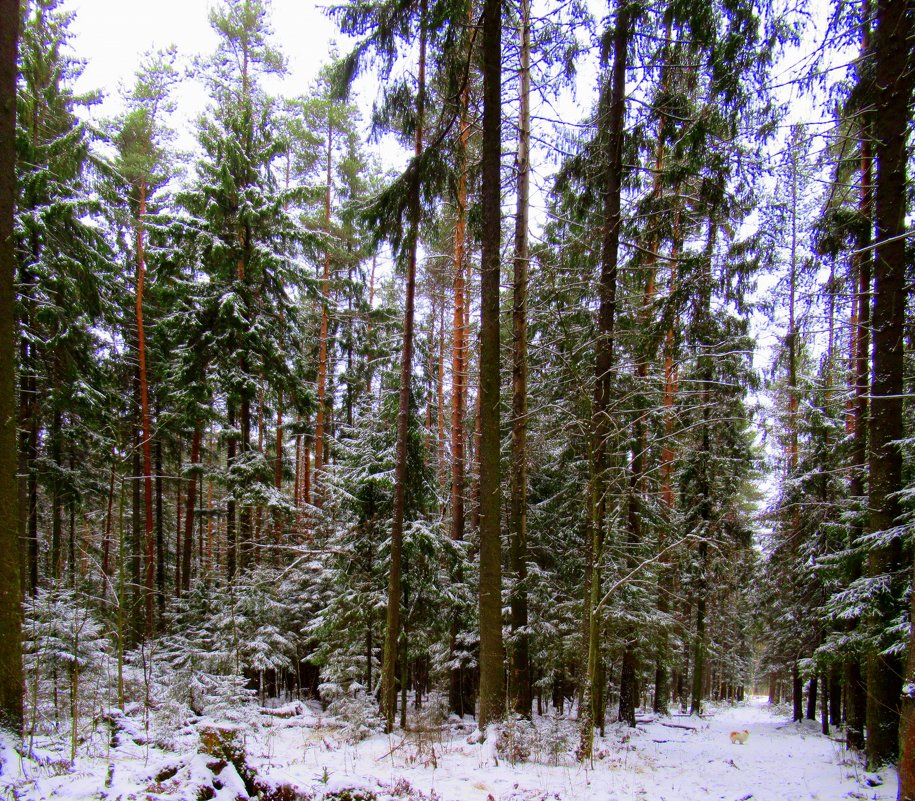 В сказочном еловом лесу - Елена Павлова (Смолова)