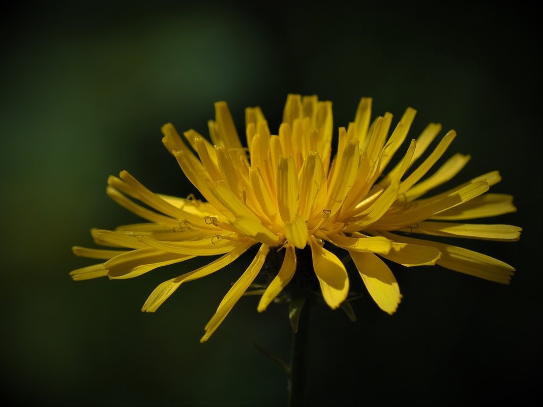 Козлобородник цветет - wea *