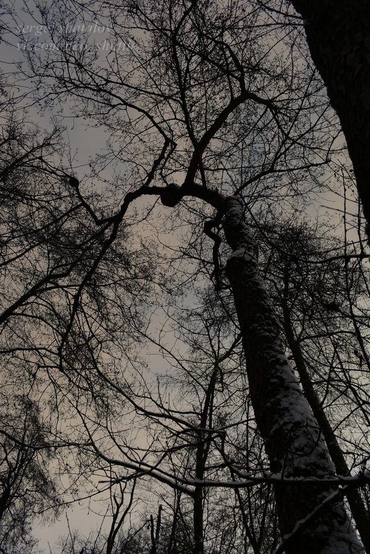 Лесной монстр на дереве - Сергей Шаталов