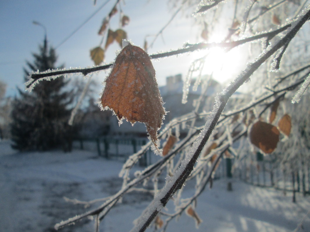 Зимние красоты декабря - Алексей Кузнецов