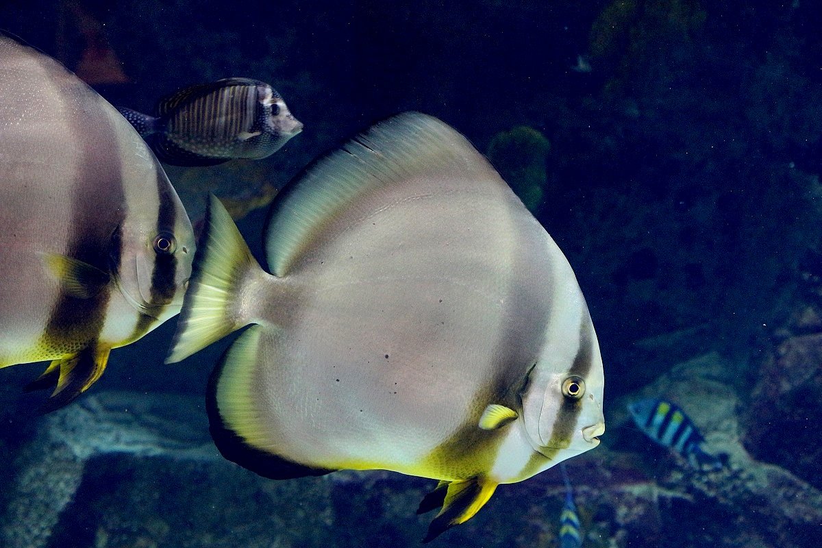 Панорамный аквариум в Мегакомплексе «ГРИНН» объемом в 120 000 литров. Обитает 12 видов рыб - Надежд@ Шавенкова