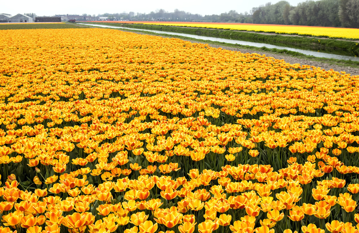 Тюльпановые поля в окрестностях Амстердама - Константин Подольский